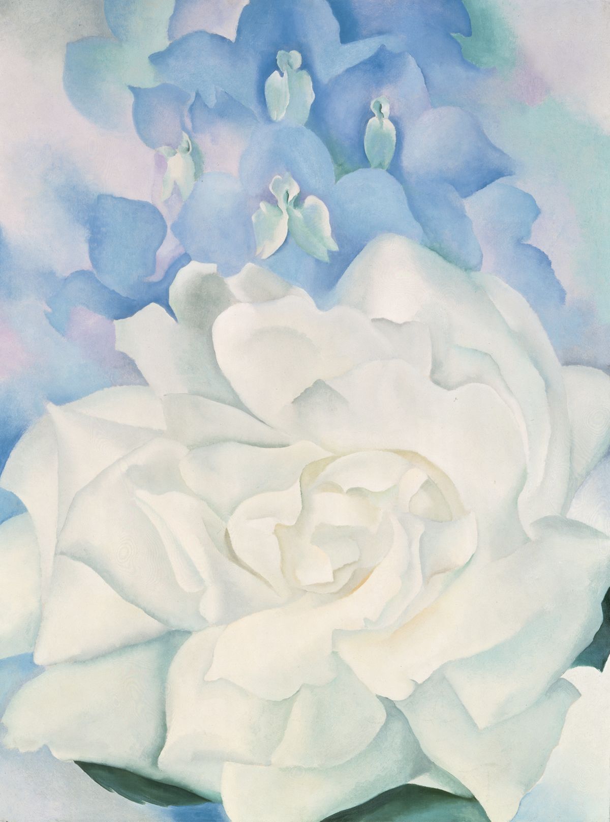 White Rose with Larkspur No. II, peinture de Georgia O’Keeffe — Museum of Fine Arts (MFA Boston)