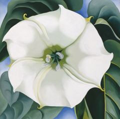 gensunflower　ホワイトギズモ2株、OMG1株 Jimson Weed/White Flower No. 1, 1932 | The Georgia O'Keeffe Museum