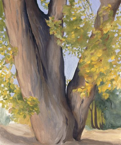 A double trunk of a cottonwood tree with yellow leaves.