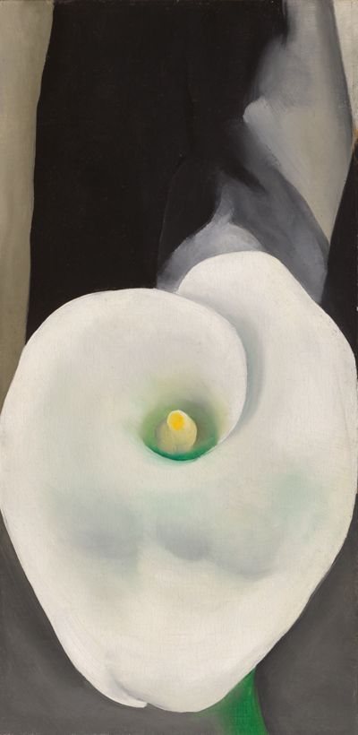 Calla Lily for Alfred, 1927 | Georgia O'Keeffe Museum: Access O'Keeffe