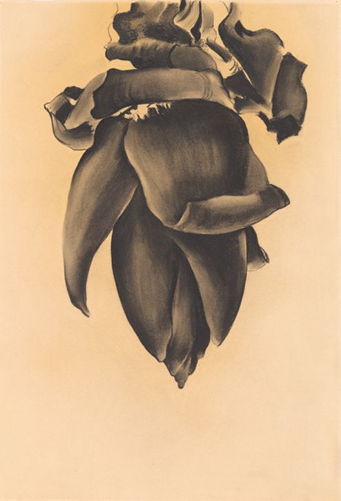 Banana Flower No. II, 1934 | Georgia O'Keeffe Museum: Access O'Keeffe