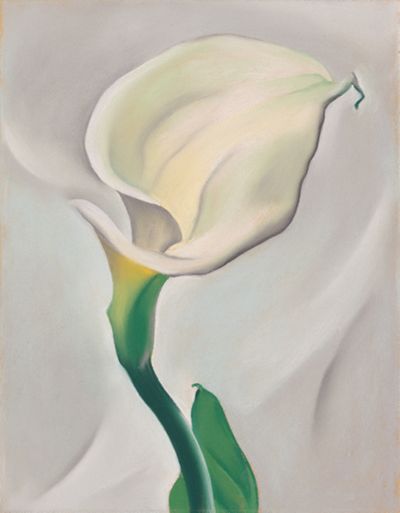 Calla Lily Turned Away, 1923 | Georgia O'Keeffe Museum: Access O