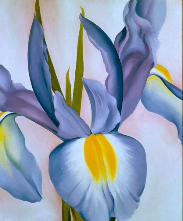Lavender Iris, 1951 | The Georgia O'Keeffe Museum