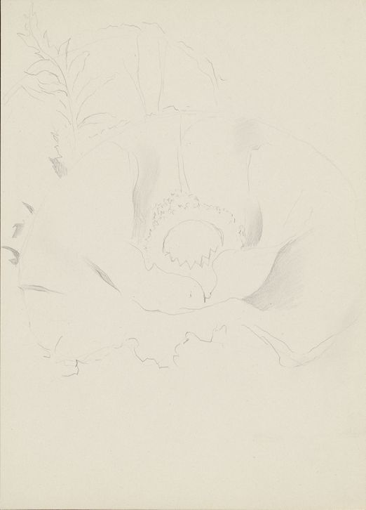 洋書 ia O'Keeffe Georgia O'Keeffe: Abstract Flowers Boxed Notecard Assortment