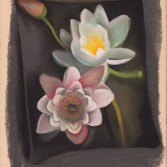 アルテニュークラトユアーライフWatercolor Flower Water Lily, 1921 | The Georgia O'Keeffe Museum