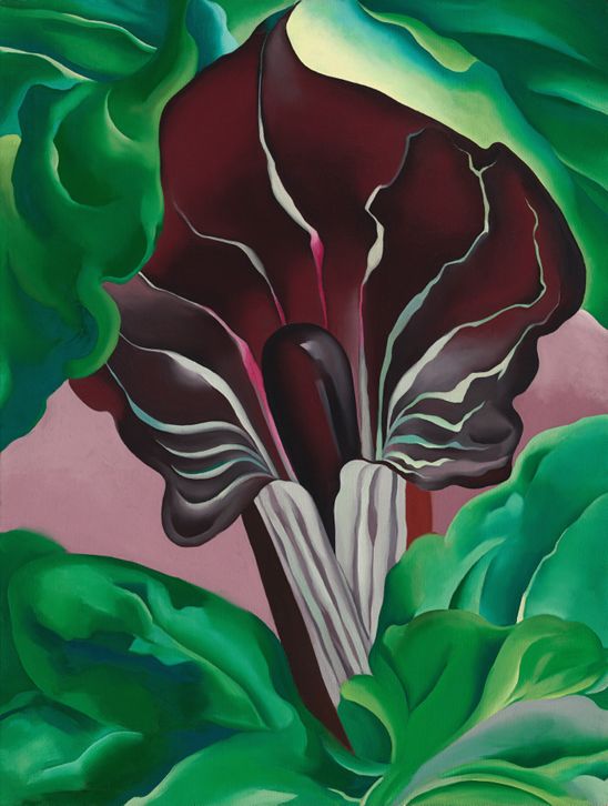 Jack-in-Pulpit – No. 2, 1930 | Georgia O'Keeffe Museum: Access O