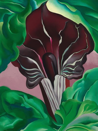 Jack-in-Pulpit – No. 2, 1930 | Georgia O'Keeffe Museum: Access O