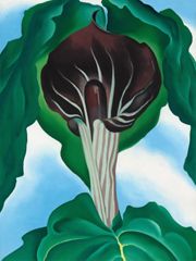 Jack-in-the-Pulpit No. 3, 1930 | Georgia O'Keeffe Museum: Access O
