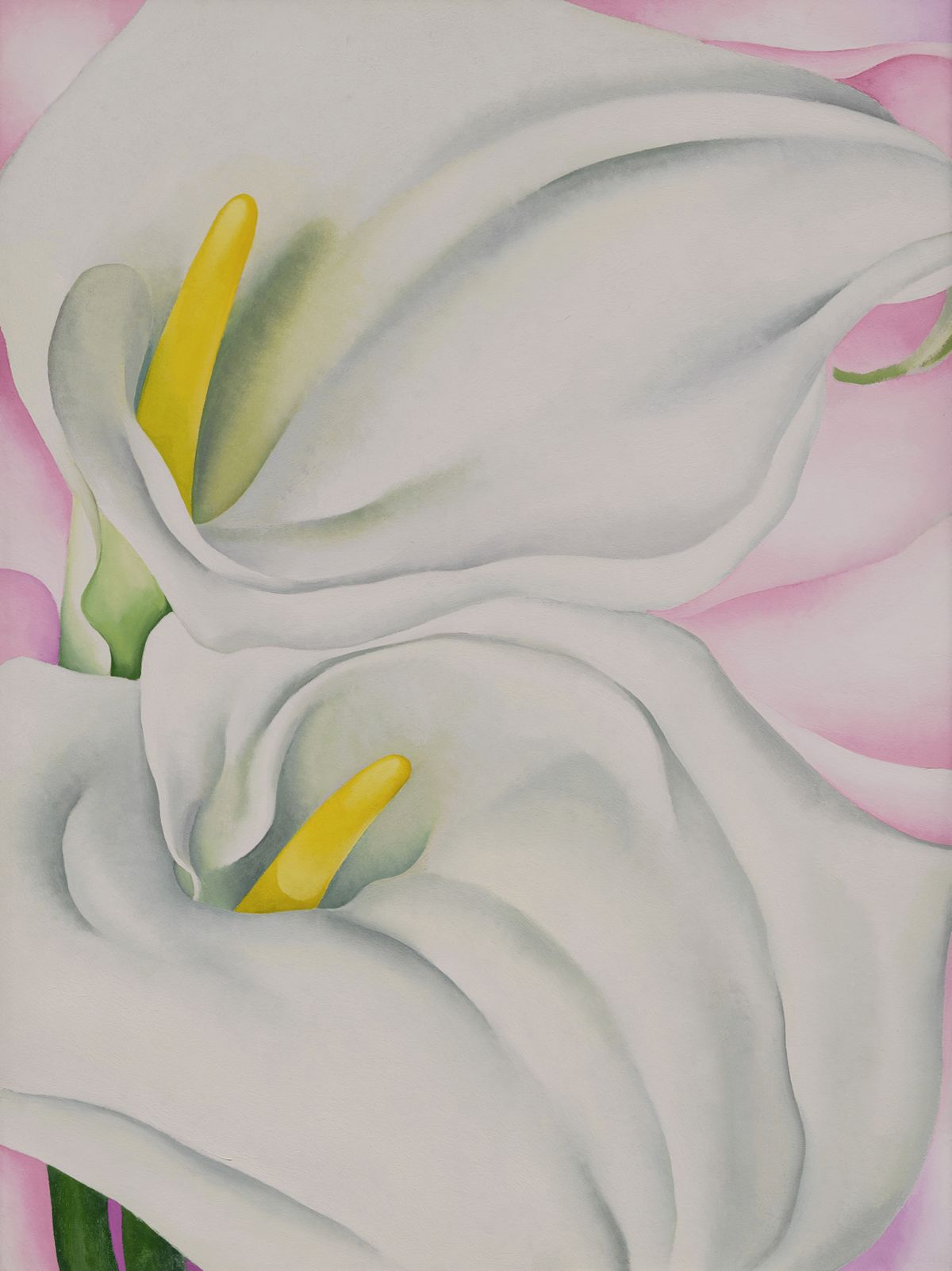 2 Calla Lilies on Pink, peinture de Georgia O’Keeffe — Philadelphia Museum of Art
