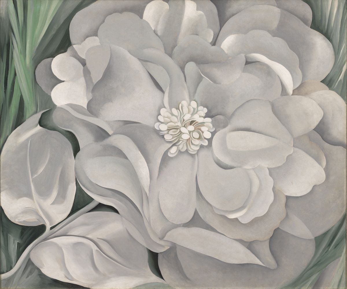 White Calico Flower, peinture de Georgia O’Keeffe — Whitney Museum of American Art
