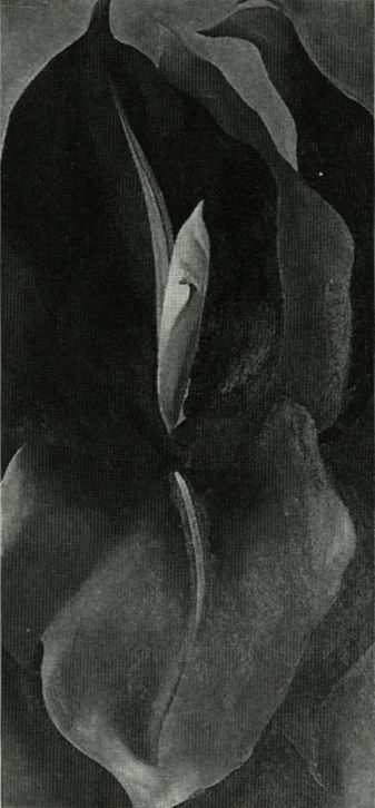 Canna Red and Orange, 1926 | Georgia O'Keeffe Museum: Access O'Keeffe